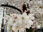 Cafe&Dining ハルモ 天神今泉公園前店: Juliさんの2026年04月15日の2枚目の投稿写真