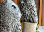 幸せのフクロウカフェchouetteシュエット 大阪心斎橋: みかんさんの2023年05月04日の2枚目の投稿写真