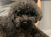 犬猫カフェ put on lap プットオンラップ 今池: 夏実さんの2026年08月10日の1枚目の投稿写真