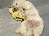 犬猫カフェ put on lap プットオンラップ 今池: 夏実さんの2026年08月10日の2枚目の投稿写真