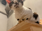 Future Pets Cat Cafe : リリさんの2026年09月30日の1枚目の投稿写真
