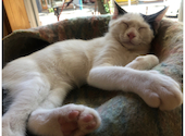 譲渡型保護ねこカフェ にじのはし: あおうみがめさんの2022年07月31日の3枚目の投稿写真