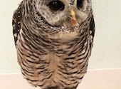 フクロウに会える店　ふわふわ: イラクパンダさんの2024年07月24日の2枚目の投稿写真