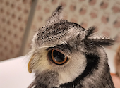 フクロウに会える店　ふわふわ: イラクパンダさんの2024年07月24日の3枚目の投稿写真
