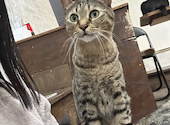 ねこ空間　チャモラ　CYAMOLA: 琴乃さんの2023年08月の1枚目の投稿写真