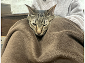ねこ空間 チャモラ CYAMOLA: 琴乃さんの2023年08月15日の2枚目の投稿写真
