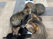 ねこ空間 チャモラ CYAMOLA: 琴乃さんの2023年08月15日の3枚目の投稿写真