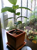 アカヤコーヒー: ぺこさんの2007年07月07日の2枚目の投稿写真