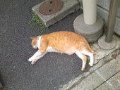 インビス鎌倉: KEIさんの2010年11月14日の3枚目の投稿写真