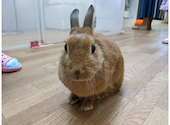 うさぎカフェ うさびび: Aria2300さんの2020年11月16日の1枚目の投稿写真