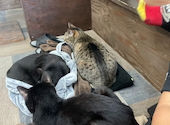ねこ空間 チャモラ CYAMOLA: じんさんさんの2024年07月28日の1枚目の投稿写真