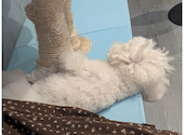 犬猫カフェ put on lap プットオンラップ 今池: ショウヤさんの2026年09月04日の1枚目の投稿写真