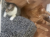 猫cafe幸猫: ゆんさんの2026年09月28日の1枚目の投稿写真