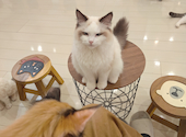 猫カフェ クラウド: りくさんの2025年08月24日の2枚目の投稿写真