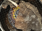 焼肉 白李 本店: ゆうさんの2020年11月07日の2枚目の投稿写真