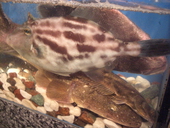 隠れ家 活彩 神戸元町店: こうさんの2012年04月25日の2枚目の投稿写真