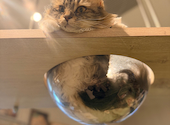 PARK72 ネコCAFE: ずみさんの2026年06月29日の1枚目の投稿写真