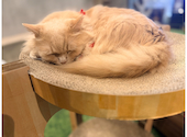 PARK72 ネコCAFE: ずみさんの2026年06月29日の2枚目の投稿写真