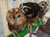 あうるぱーく フクロウカフェ 池袋西口: ｂｉｗａｂｉｗａさんの2026年05月06日の1枚目の投稿写真