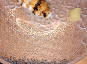節魚 すし宗の口コミ画像1