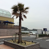 カンティーナ 逗子店: ゆたぽんさんの2016年03月16日の2枚目の投稿写真