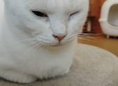猫cafe幸猫: なっとうまきさんの2026年10月12日の1枚目の投稿写真
