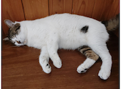 猫cafe幸猫: なっとうまきさんの2026年10月12日の2枚目の投稿写真