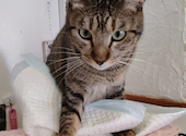 猫cafe幸猫: なっとうまきさんの2026年10月12日の3枚目の投稿写真