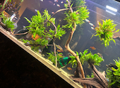 AQUARIUM CAFE Affinity　（アクアリウム カフェ アフィニティ）: シナちやんさんの2025年02月の1枚目の投稿写真
