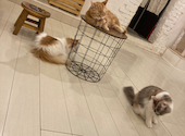 猫カフェ クラウド: 四ツ葉さんの2026年03月26日の2枚目の投稿写真