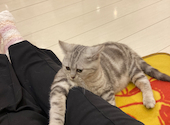 猫カフェ クラウド: 四ツ葉さんの2026年04月02日の2枚目の投稿写真