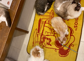 猫カフェ クラウド: 四ツ葉さんの2026年04月02日の3枚目の投稿写真