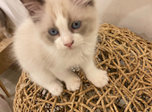 猫カフェ クラウド: 四ツ葉さんの2026年08月07日の1枚目の投稿写真
