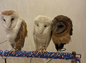 フクロウカフェ もふもふ 銀座店: ようさんの2026年03月08日の2枚目の投稿写真