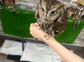 あうるぱーく フクロウカフェ 池袋西口: すみはしさんの2026年06月17日の1枚目の投稿写真