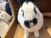 小動物カフェ ROCK STAR ロックスター 難波千日前店: くみこさんの2026年06月21日の1枚目の投稿写真
