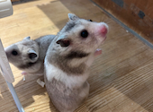 小動物カフェ ROCK STAR ロックスター 難波千日前店: くみこさんの2026年06月21日の2枚目の投稿写真