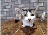 ねこカフェ&ねこ酒場 らて: キタロウさんの2026年05月25日の1枚目の投稿写真
