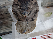 あうるぱーく フクロウカフェ 池袋西口: sirotaさんの2026年05月07日の1枚目の投稿写真