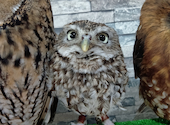 あうるぱーく フクロウカフェ 池袋西口: sirotaさんの2026年05月07日の2枚目の投稿写真