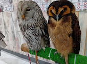 あうるぱーく フクロウカフェ 池袋西口: sirotaさんの2026年05月07日の3枚目の投稿写真