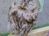 フクロウの巣カフェ: きーさんの2025年09月18日の2枚目の投稿写真