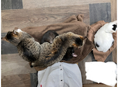 ねこ空間 チャモラ CYAMOLA: pbmikenekoさんの2026年05月30日の1枚目の投稿写真
