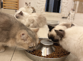 猫カフェ クラウド: らむさんの2026年03月30日の1枚目の投稿写真