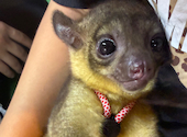 フクロウの巣カフェ: erienaさんの2026年08月12日の2枚目の投稿写真